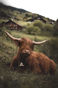 View of a fluffy cow on field