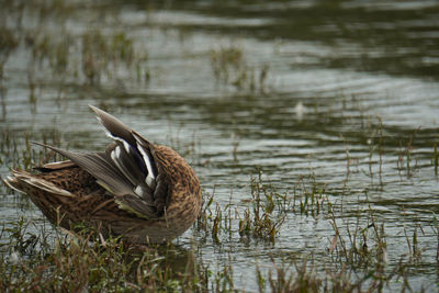 Duck swimming in lake
