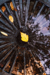 Low angle view of yellow leaves on tree