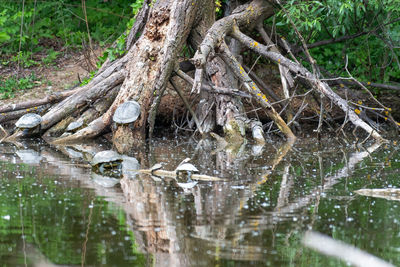 Fallen tree in lake