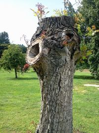 Trees on grassy field