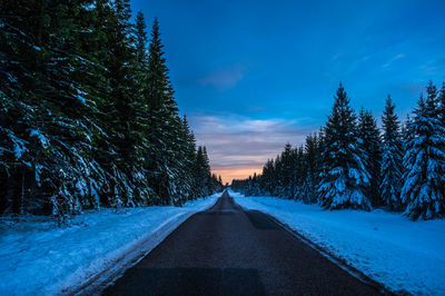 Sunset at pine forest at vrads sande, denmark