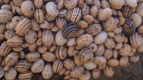 Madeira land snails clustered together on cactus plants to avoid sun heat textured nature background