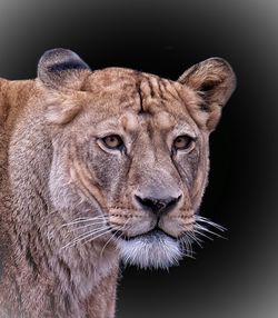 Close-up portrait of a cat against black background