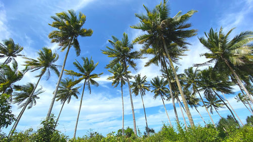 Low angle view of coconut palm trees against sky