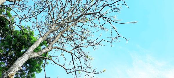 Low angle view of bare tree against clear blue sky