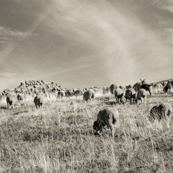 Horses in a field