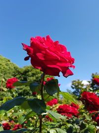Close-up of red hibiscus blooming against clear blue sky