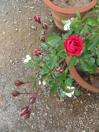 High angle view of rose plant