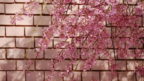 Close-up of pink cherry blossom tree against pink brick wall 