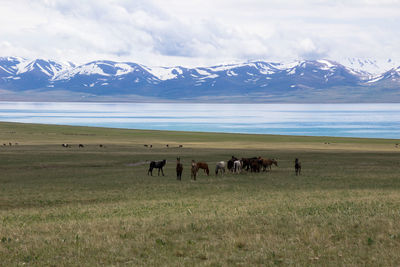 Horses in a field