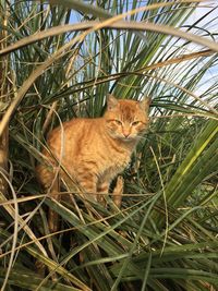 Portrait of a cat