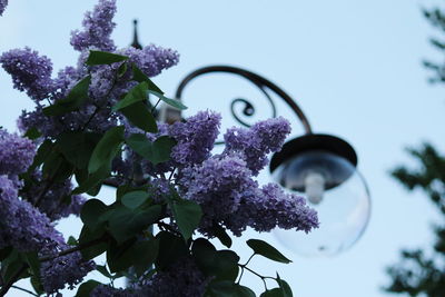 Low angle view of pink flowering plant against sky