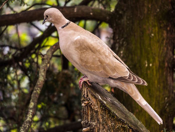 Close-up of bird perching on tree