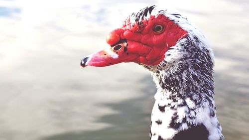 Close-up of bird against lake