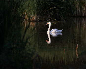 Bird flying over calm lake