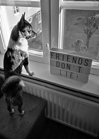 Cat looking away while standing on table