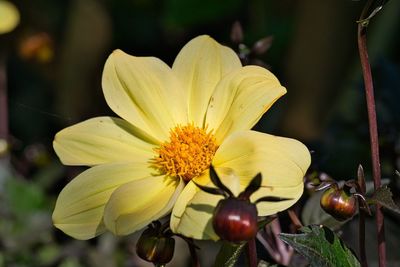 Close-up of yellow flowering plant