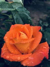 Close-up of wet rose during rainy season