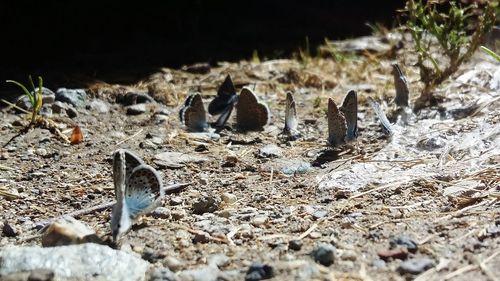Close-up of bird on field