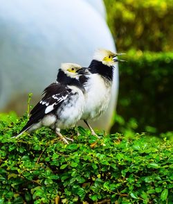 Close-up of bird on grass