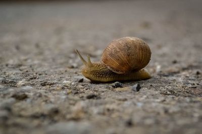 Close-up of snail