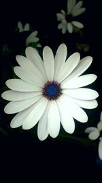 Close-up of white flower blooming against black background