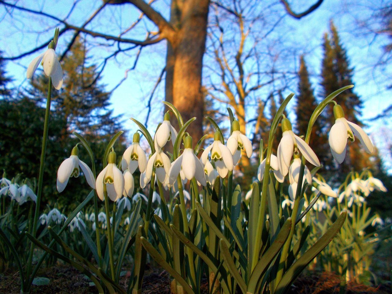 CLOSE-UP OF WHITE FLOWERING PLANTS AND TREES