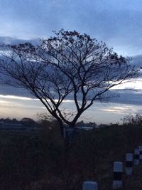 Bare tree on landscape against sky