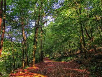 Trees in forest during autumn