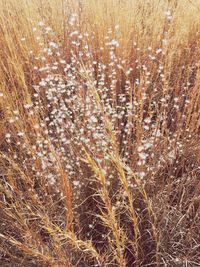 Full frame shot of wheat field