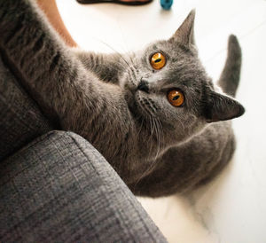 Close-up portrait of a cat