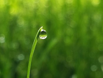 Close-up of raindrops on leaf