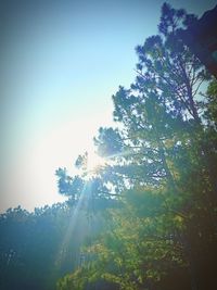 Low angle view of sunlight streaming through trees in forest