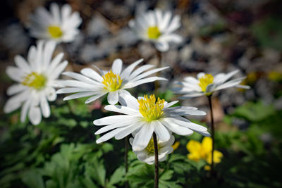 Close-up of white daisy flowers