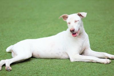 Portrait of white dog on field