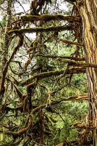 Low angle view of trees