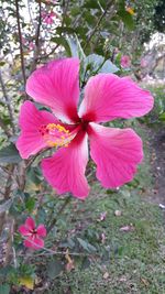 Close-up of pink flower blooming outdoors