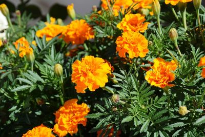 Close-up of marigold flowers blooming outdoors