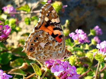 Close-up of butterfly pollinating on pink flower