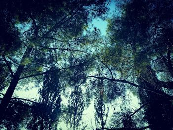 Low angle view of trees against sky