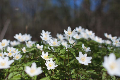 Close-up of white flowering plants on field