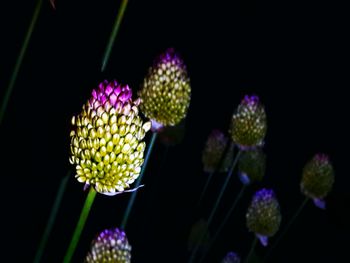 Close-up of purple flowering plant against black background