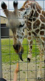 Close-up of hand feeding in cage at zoo