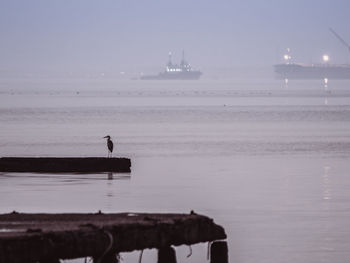 Seagull perching on boat sailing in sea against sky