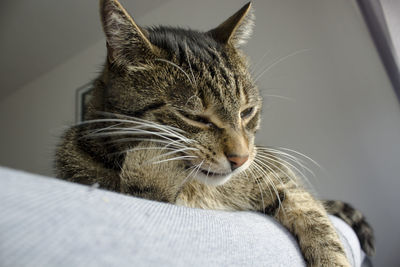 Close-up of a cat