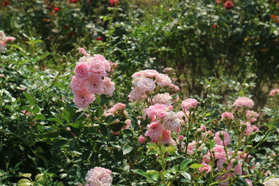 Close-up of pink rose flower