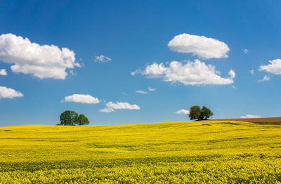 Scenic view of field against sky