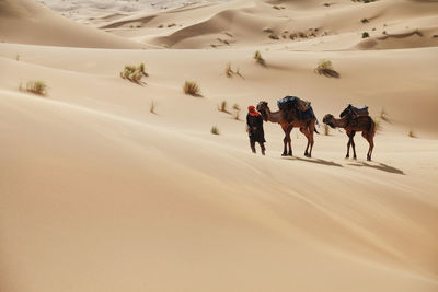 Man with camels at desert