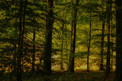 Trees in forest during autumn